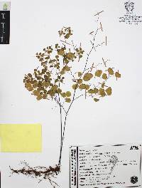 Adiantum poiretii image