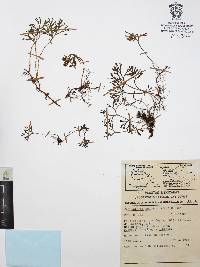 Elaphoglossum obovatum image