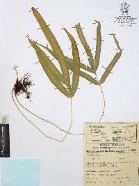 Pteris cretica image