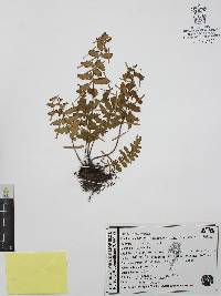 Cheiloplecton rigidum image