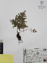 Cheiloplecton rigidum image