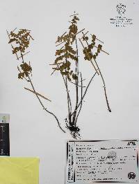 Cheiloplecton rigidum var. rigidum image