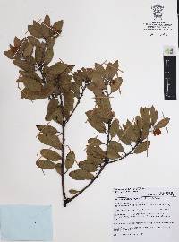 Arctostaphylos pungens image