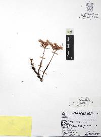 Sedum tortuosum image