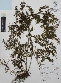 Asplenium achilleifolium image