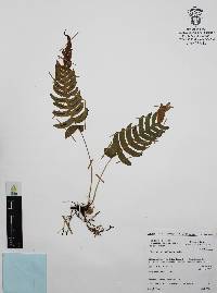 Blechnum appendiculatum image