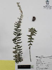 Asplenium sessilifolium image