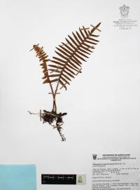 Polypodium sanctae-rosae image
