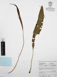 Elaphoglossum muelleri image