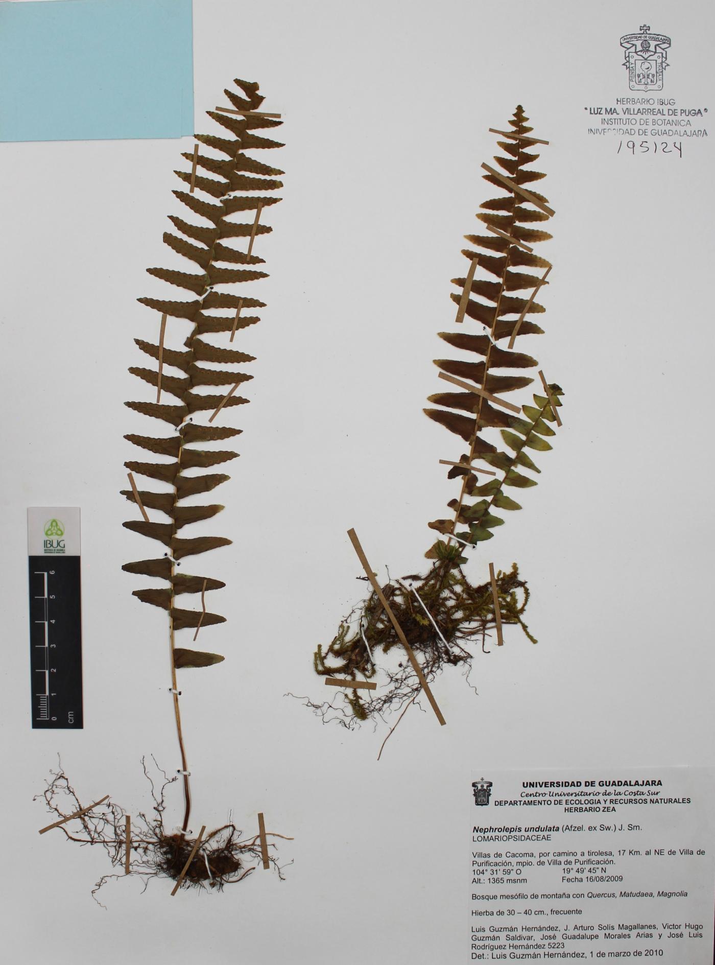 Nephrolepis undulata image