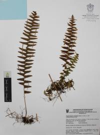 Nephrolepis undulata image