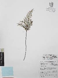 Gaga cuneata image