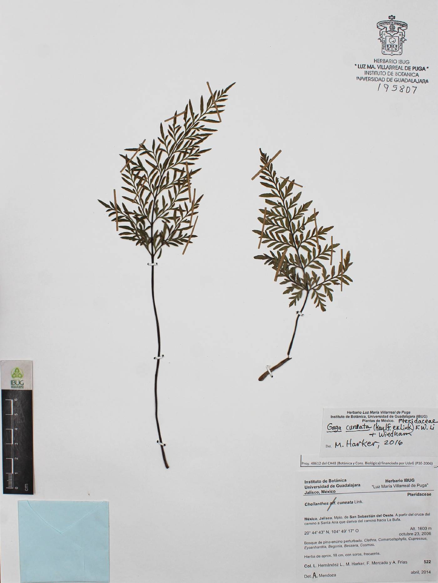 Gaga cuneata image