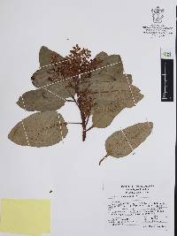 Arbutus xalapensis image