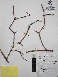 Odontonema glaberrimum image