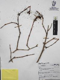 Odontonema glaberrimum image