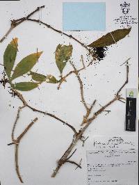 Odontonema glaberrimum image