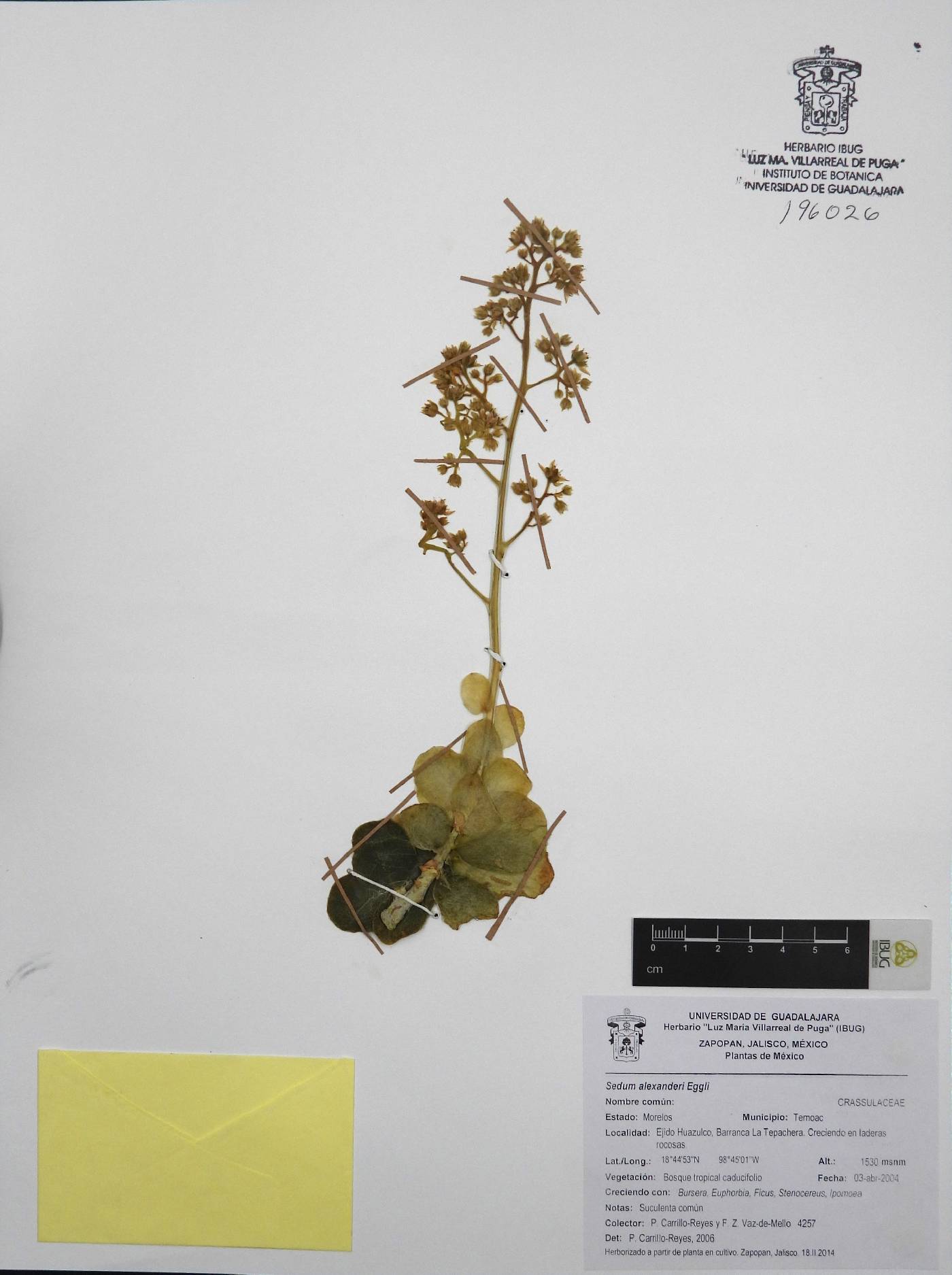 Sedum alexanderi image