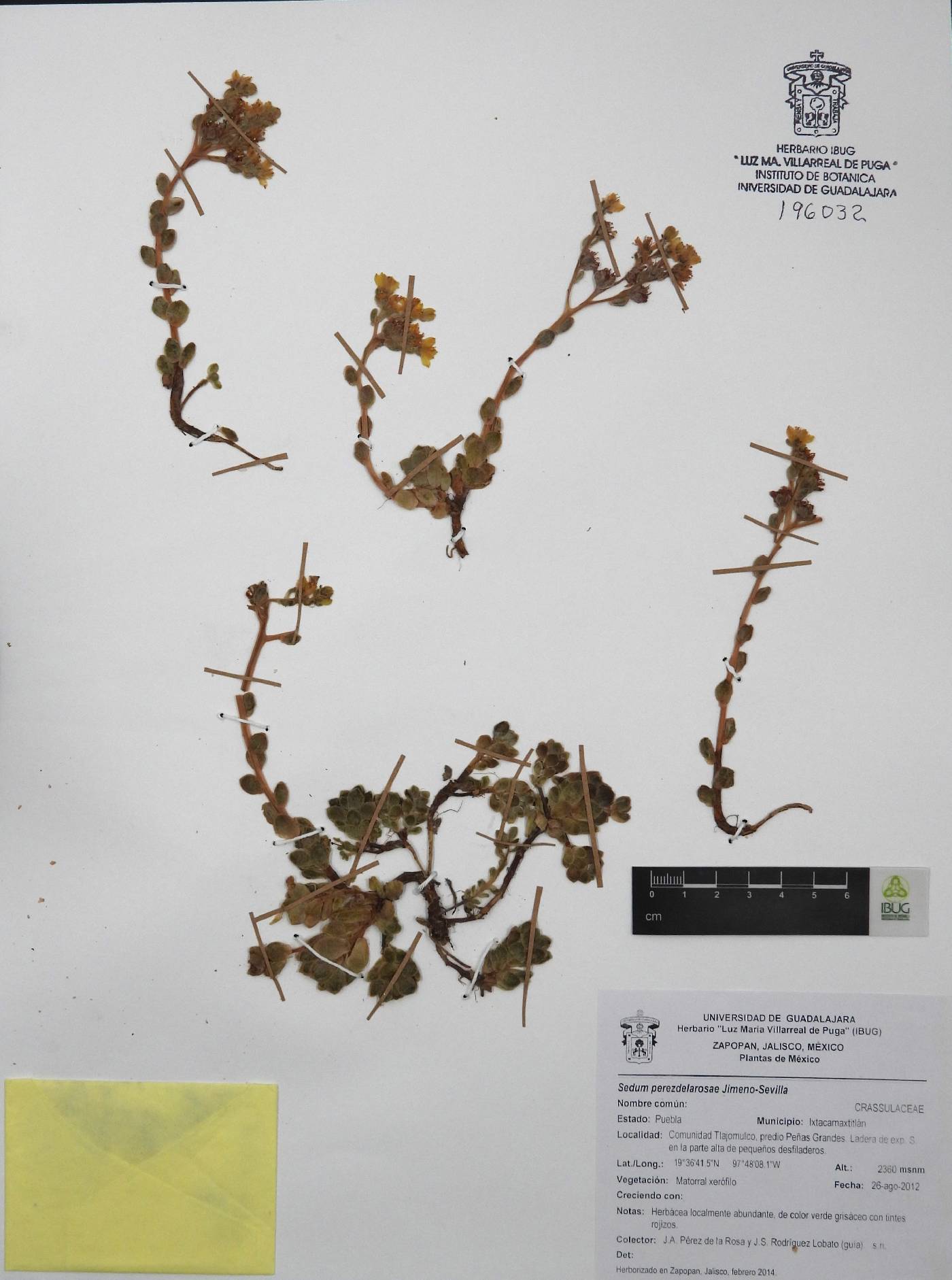 Sedum perezdelarosae image