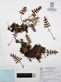 Pleopeltis thyssanolepis image