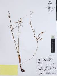 Nemastylis tenuis image