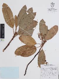 Arbutus xalapensis image