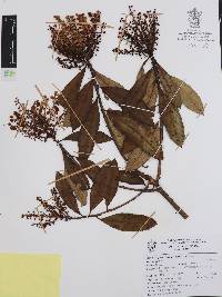 Comarostaphylis longifolia image