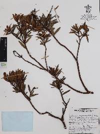 Comarostaphylis polifolia image