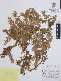 Vaccinium confertum image