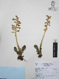 Sedum chazaroi image