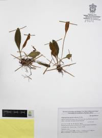 Elaphoglossum muelleri image