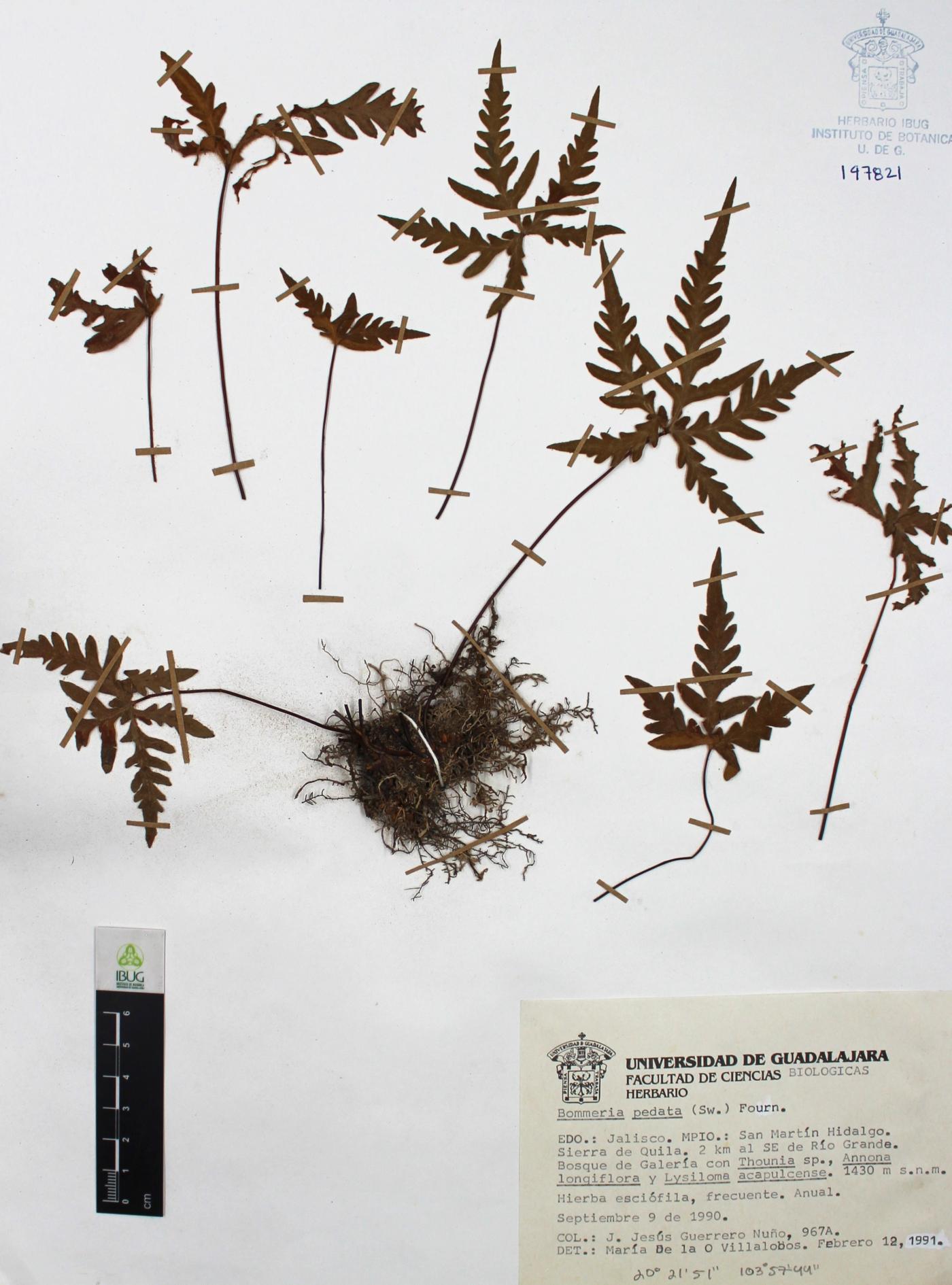 Bommeria pedata image