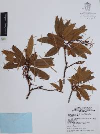 Comarostaphylis discolor image