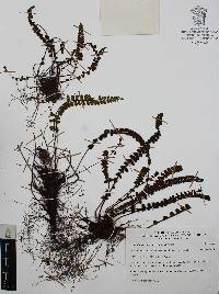 Asplenium castaneum image
