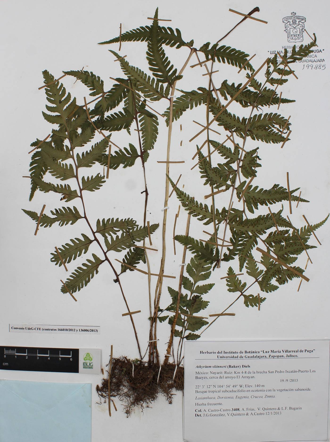 Athyrium skinneri image