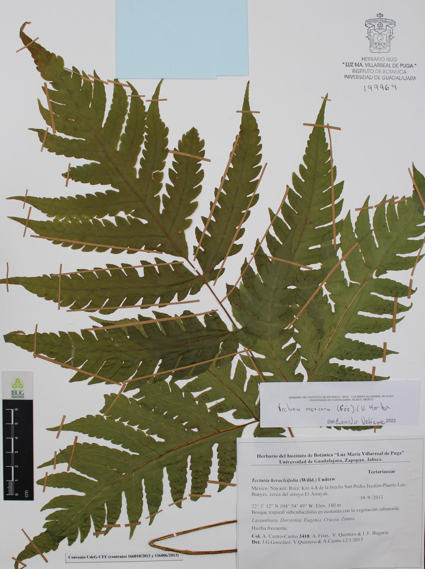 Tectaria mexicana image