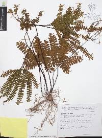 Adiantum patens image