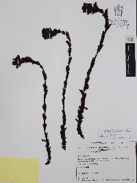 Hypopitys monotropa image