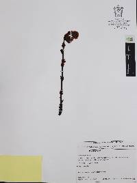 Hypopitys monotropa image