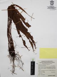 Elaphoglossum petiolatum image