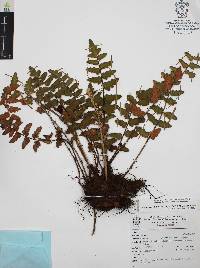 Astrolepis sinuata image