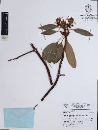 Arbutus xalapensis image