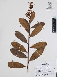 Comarostaphylis arbutoides image