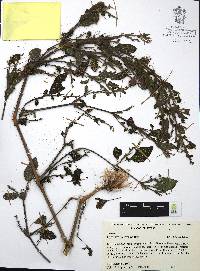 Hypoestes polythyrsa image