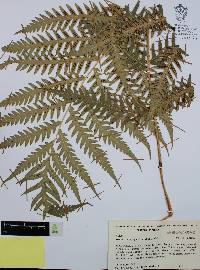 Woodwardia spinulosa image