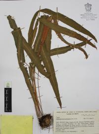 Elaphoglossum petiolatum image
