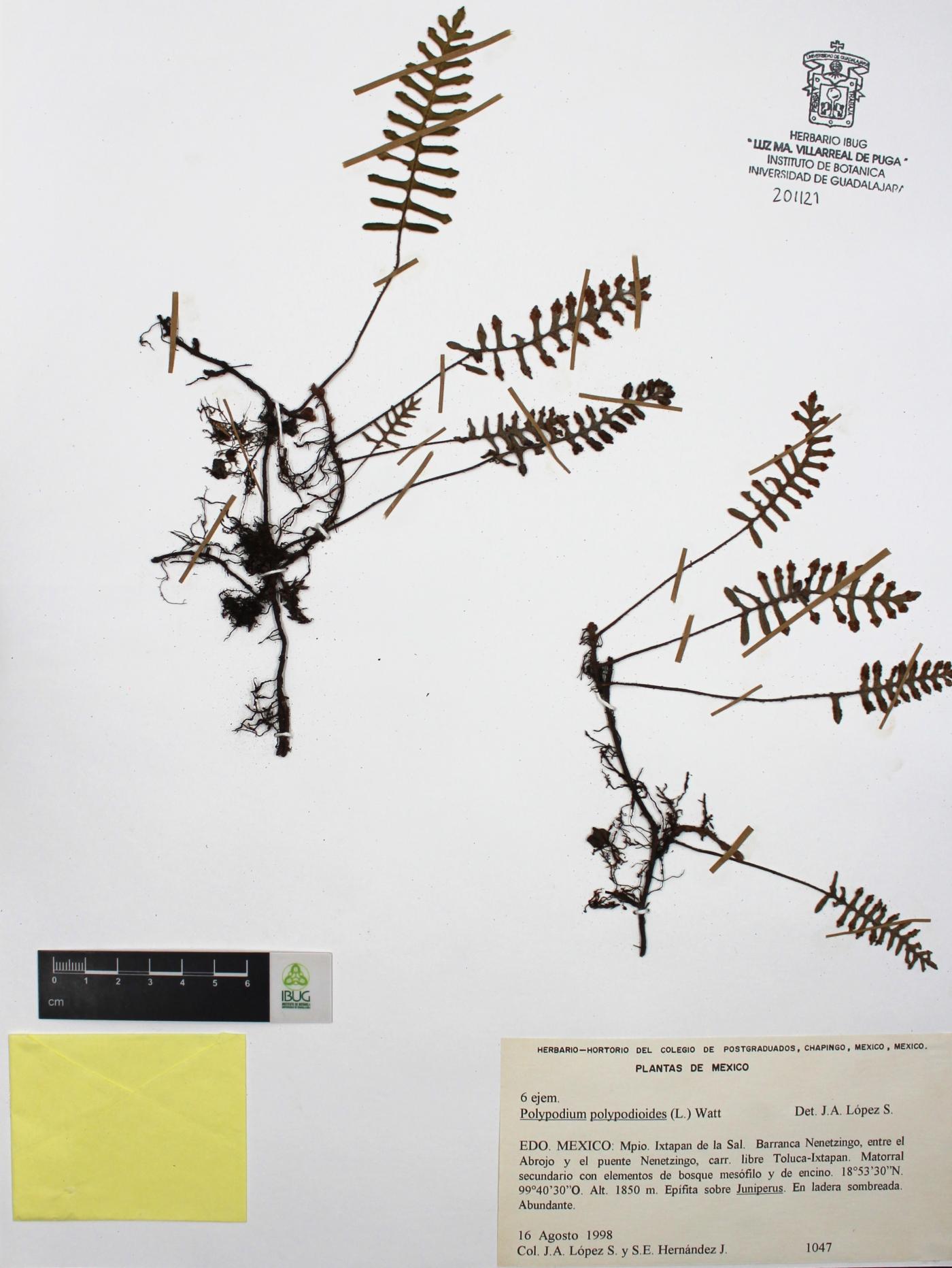Polypodium polypodioides image