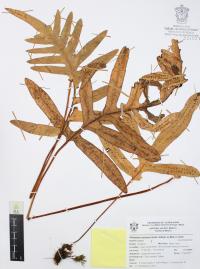 Phlebodium areolatum image