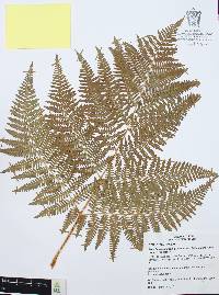 Pteridium aquilinum var. latiusculum image