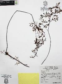 Adiantum andicola image